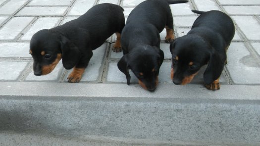 Dackel(Teckel) Welpen kaufen, verkaufen, abzugeben Österreich | hunde-katzen.at FOTO ILUSTRATIV Preis 650-750€ Tel.+43(0)681 20545464