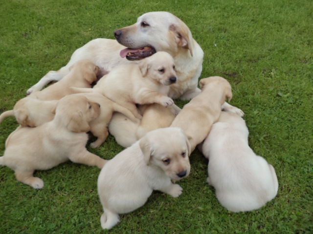 Labrador Welpen kaufen, zu verkaufen Österreich -Jahr 2023| hunde-katzen.at FOTO ILUSTRATIV Preis 700-800€ Tel.+43(0)676 5589695