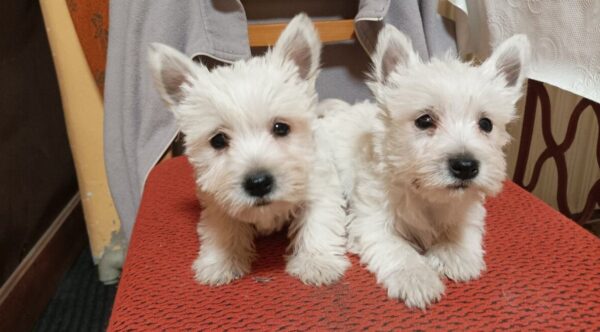 West Highlan White Terrier kaufen