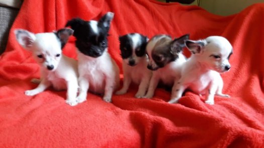 Chihuahua Welpen kaufen, zu verkaufen, abzugeben Österreich | hunde-katzen.at FOTO ILUSTRATIV Preis 700--850€ Tel.+43(0)681 20545464