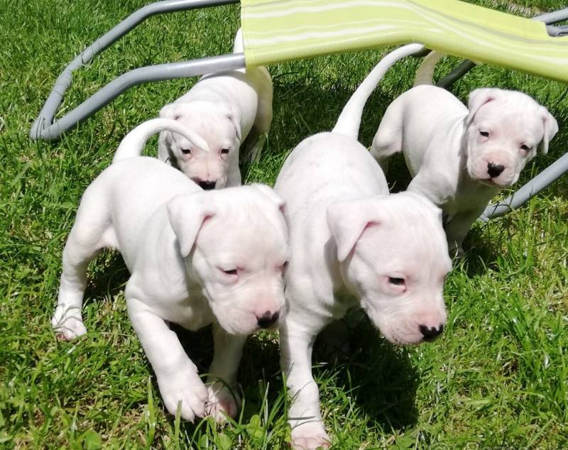 Dogo Argentino Welpen Österreich kaufen, verkaufen, abzugeben - Jahr 2022 - | hunde-katzen.at FOTO ILUSTRATIV Preis 750-800€ Tel.+43(0)668120545464