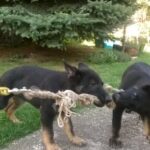Deutscher Schäferhund Welpen schwarz kaufen, verkaufen, abzugeben Österreich Jahr 2023 | hunde-katzen.at FOTO ILUSTRATIV  Tel.+43(0)681 20545464  Preis 650-750€