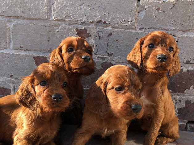 Irischer Rotter Setter(Irish Red Setter) Welpen kaufen, zu verkaufen Österreich - Jahr 2023  | hunde-katzen.at FOTO ILUSTRATIV Preis 750-800€ Tel.+43(0)668120545464