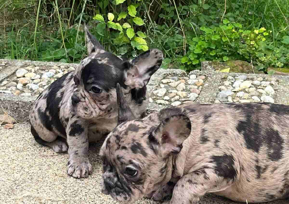 Französische Bulldogge Welpen Merle kaufen,zu verkaufen Jahr 2023 Österreich ORIGINAL FOTO Tel.+43(0)676 5589695