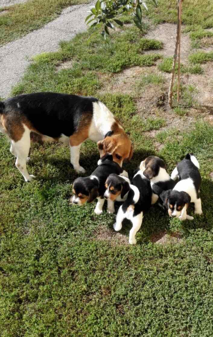 Beagle Welpen ohne Papiere privat kaufen, zu verkaufen, abzugeben | hunde-katzen.at ORIGINAL FOTO Tel +43(0)681 20545464