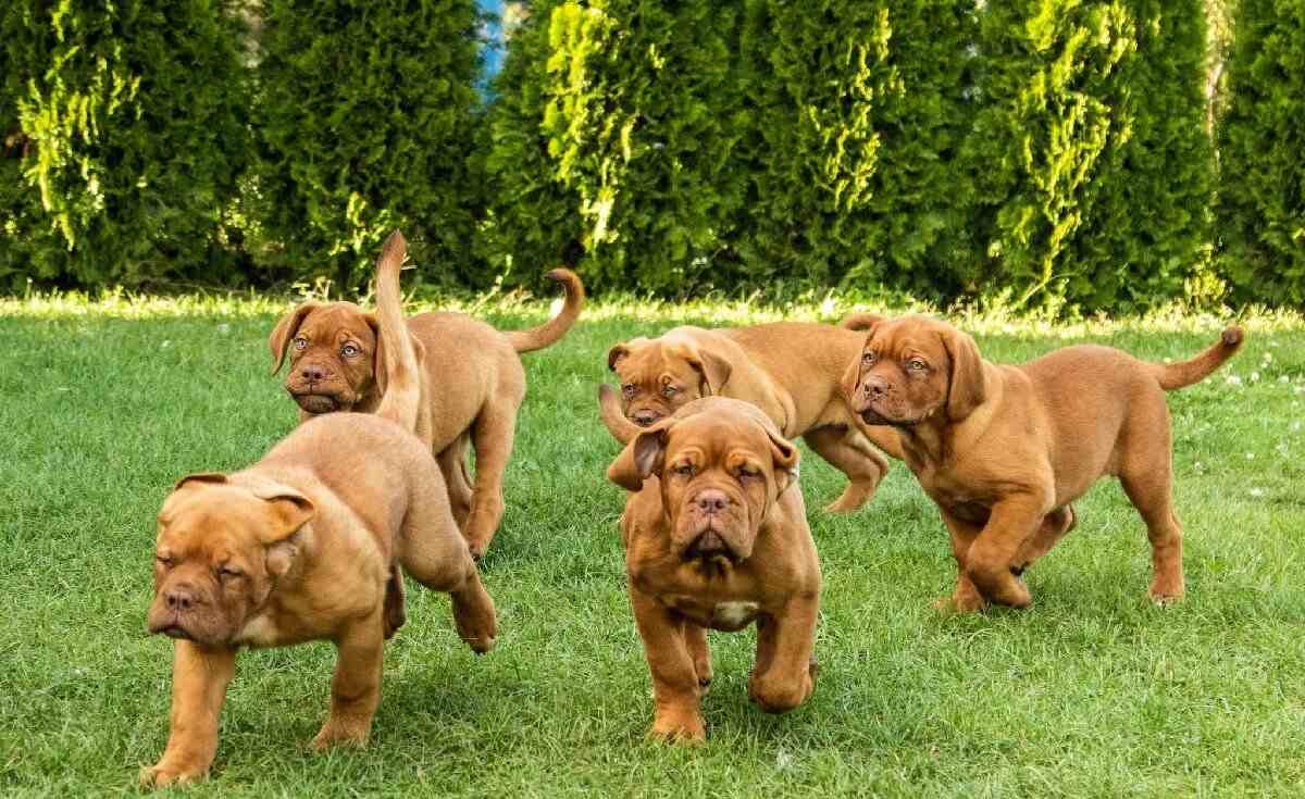Bordeaux Dogge Welpen kaufen Österreich bei Hunde-Katzen.at ORIGINAL FOTO Tel.Nr.Österreich+43(0)676 5589695