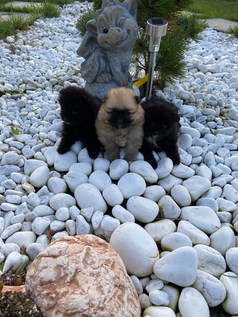 Zwergspitz (Pomeranian) Welpen zu kaufen Jahr 2023 | hunde-katzen.at ORIGINAL FOTO Tel. +43(0)676 5589695