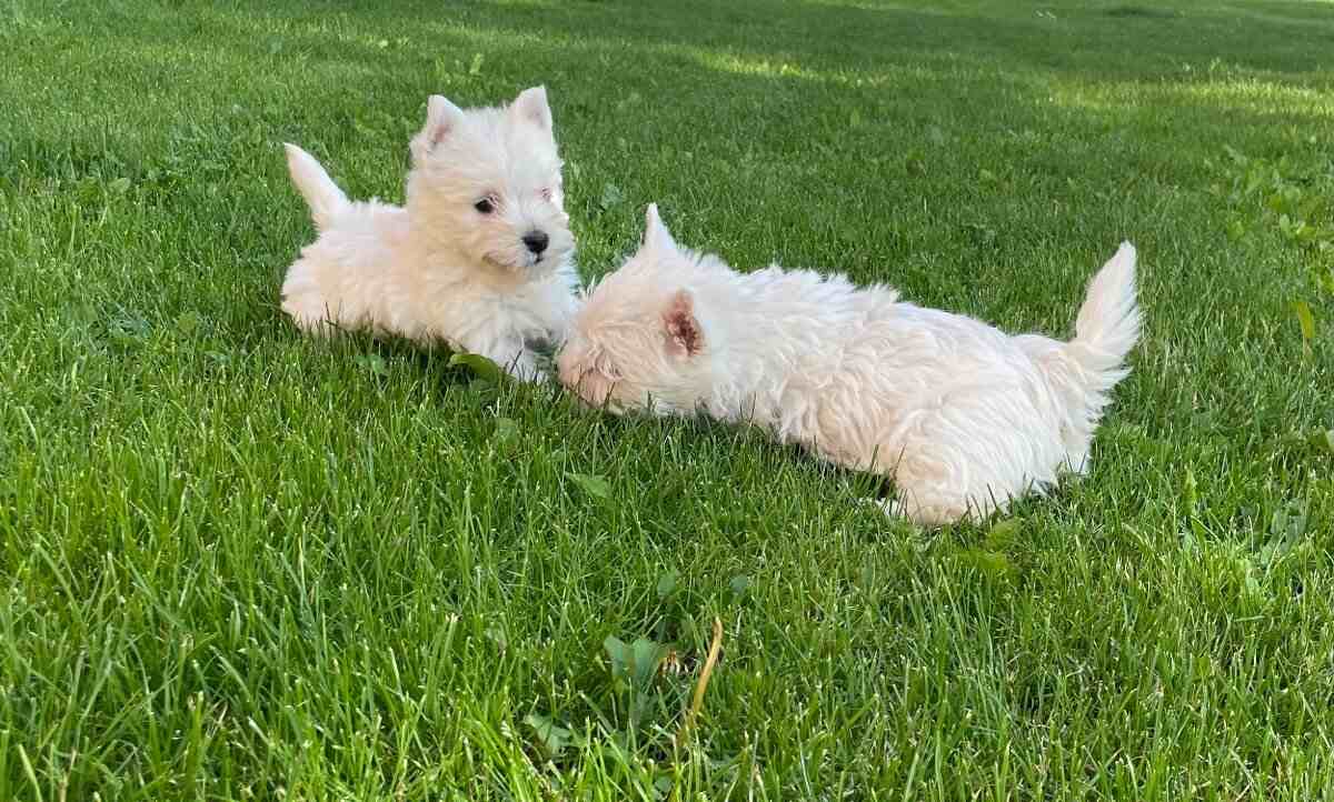 West Highland White Terrier Welpen zu verkaufen Österreich ORIGINAL FOTO +43(0)681 20545464