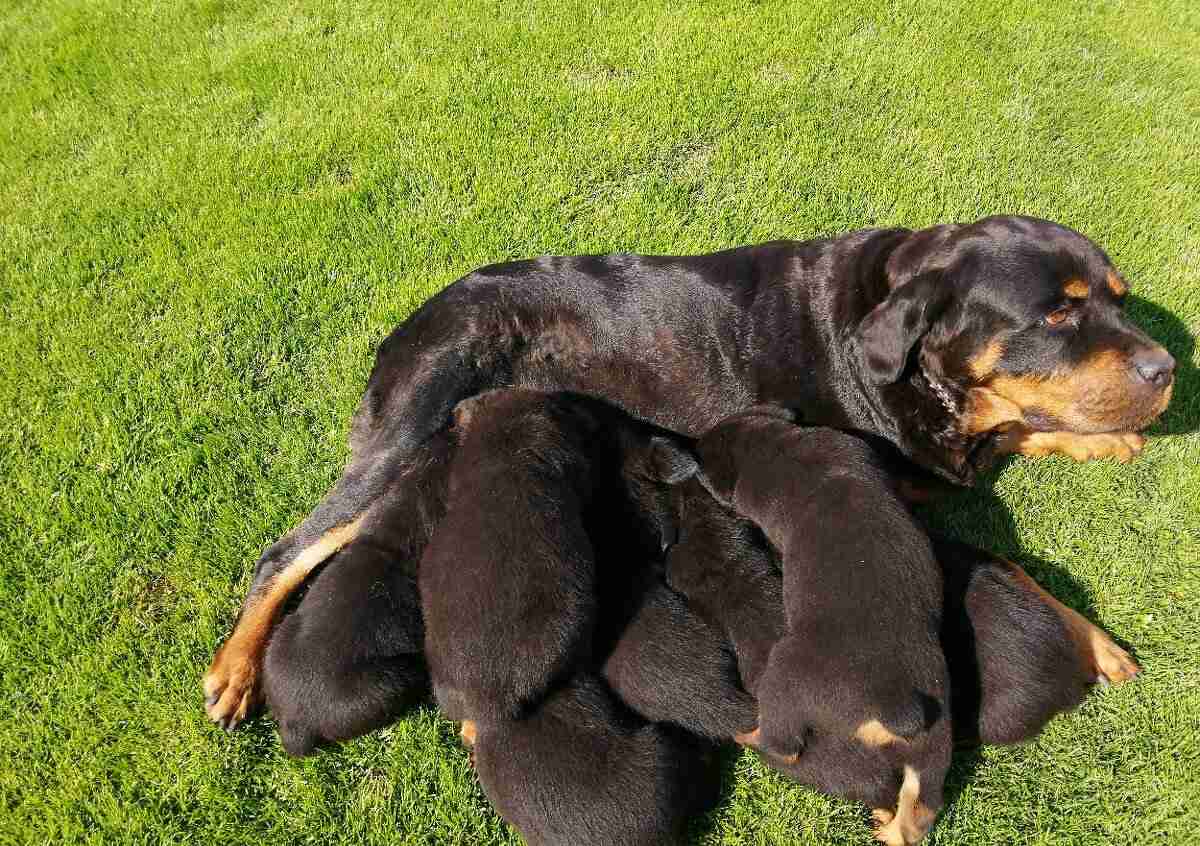 Rottweiler Welpen kaufen Österreich | hunde-katzen.at ORIGINAL FOTO  Tel.+43(0)676 5589695