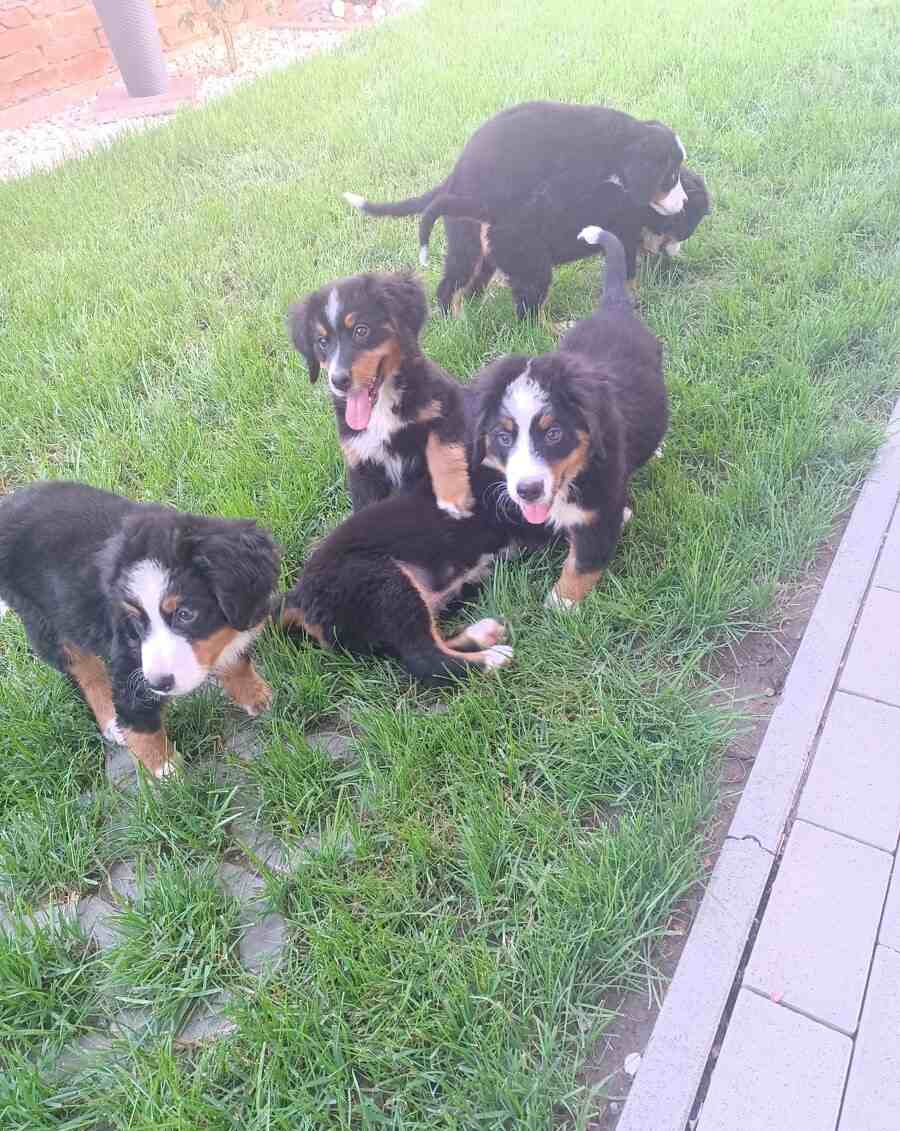 Berner Sennenhund Welpen kaufen Österreich | hunde-katzen.at ORIGINAL FOTO Tel.+43(0)676 5589695