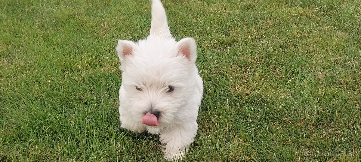 West Highland White Terrier Welpen kaufen Österreich ORIGINAL FOTO +43(0)681 20545464