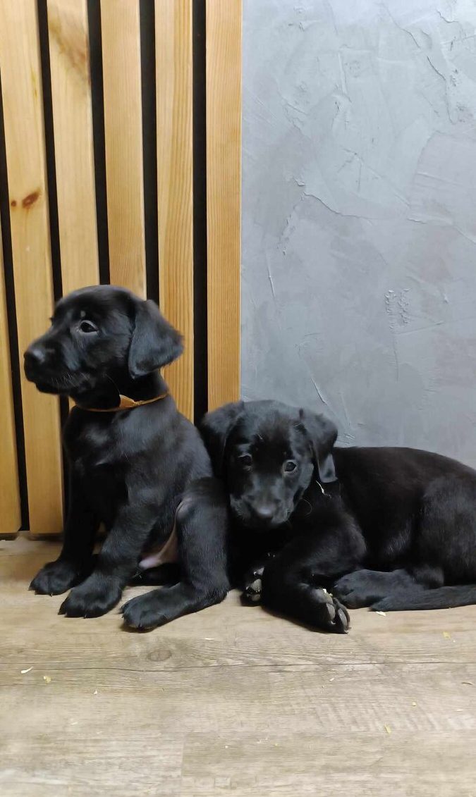 Labrador Welpen kaufen Österreich | hunde-katzen.at ORIGINAL FOTO Tel.Nr.Österreich +43676 5589695